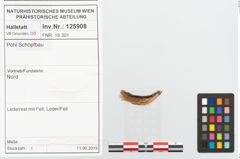 Foto von Rohhaut (NHMW-PRAE-125908)